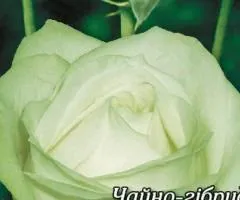 Rose ch/g Marusya class AA, Seedlings, 6 pcs.