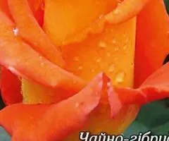 Rose hybrid tea Monica class AA, Seedlings, 6 pcs.