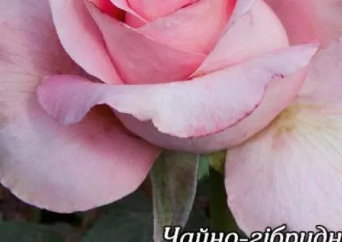 Tea rose Nobless A class, Seedlings, 8 pcs