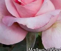 Tea rose Nobless A class, Seedlings, 8 pcs