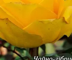 Rose HT Papillon class AA, Seedlings, 6 pcs.