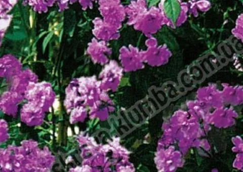 Climbing rose Veichenblau class AA, Seedlings, 6 pcs.
