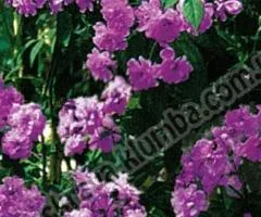 Climbing rose Veichenblau class AA, Seedlings, 6 pcs.