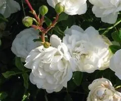 Climbing rose 'Mon Blanc' grade AA, Seedlings, 6 pcs