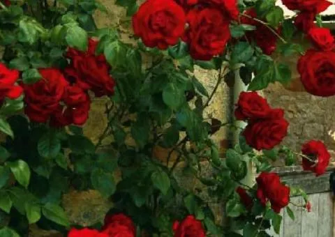 Climbing rose Norita class AA, Seedlings, 6 pcs.