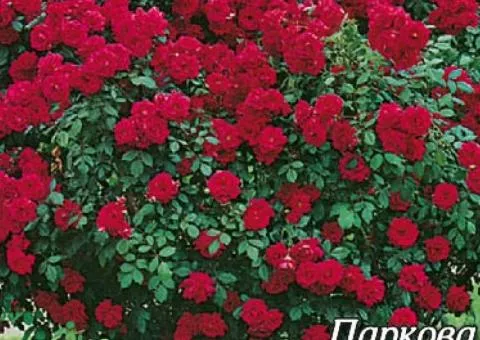 Park rose Tornado class A, Seedlings, 8 pcs.