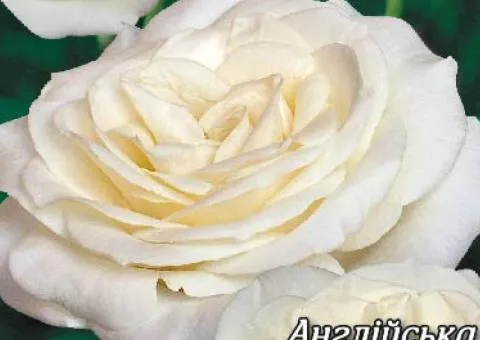 Rose English White Sensation class AA, Seedlings, 6 pcs.