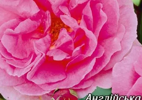 English Rose Merlin Class AA, Seedlings, 6 pcs