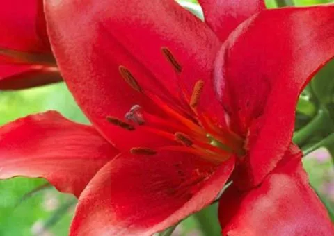 Asian lily Prunotto 12/14, Bulbs and corms, 10 pcs.