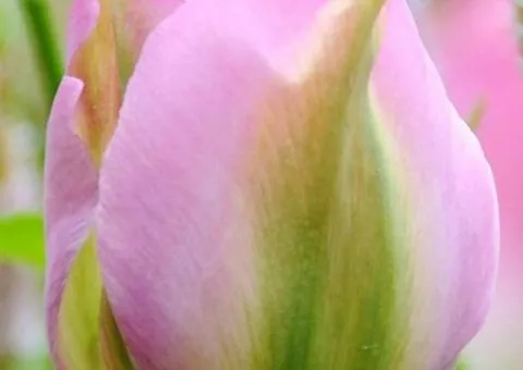Tulip Viridiflora Groenland 10/11, Bulbs and Corms, 30 pcs.