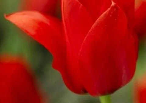 Tulip Greigii Ali Baba 10/11, Bulbs and Corms, 30 pcs.