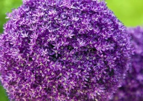 Allium Giganteum 18/20, Bulbs and Tunics, 2 pcs.