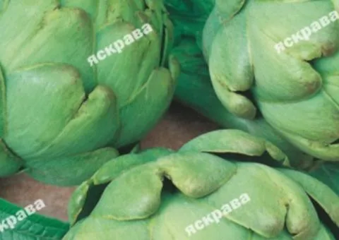Artichoke Green Ball 0.5 g, Vegetable Seeds, 20 pcs.
