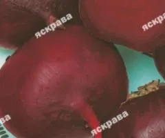 Свекла Борщовая 3 г, Семена овощей, 20 шт.