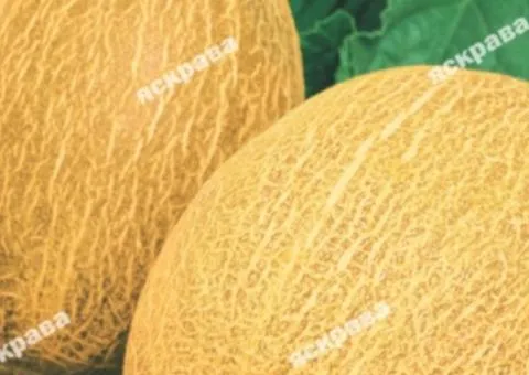 Melon Berehynia 2 g, Vegetable seeds, 20 pcs