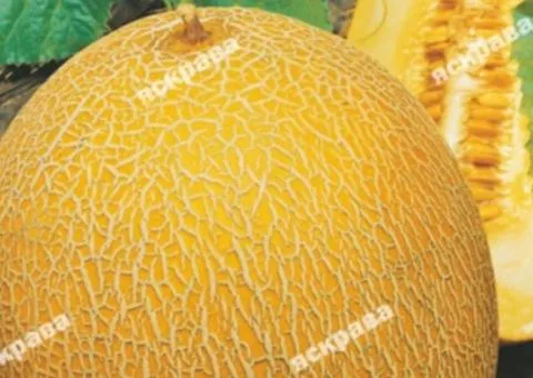 Melon Lesya 2 g, Vegetable seeds, 20 pcs