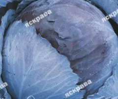 Капуста червоноголова Кісендруп (середня) 0.5 г, Насіння овочів, 20 шт.