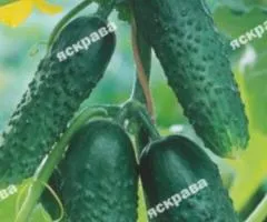 Огірок-корнішон Кузнєчик F1 0.5 г, Насіння овочів, 20 шт.