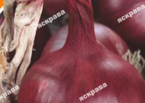 Onion Red Baron 1 g, Vegetable Seeds, 20 pcs