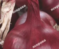 Onion Red Baron 1 g, Vegetable Seeds, 20 pcs