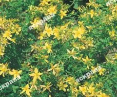 St. John's Wort 0.2 g, Seeds, 20 pcs.