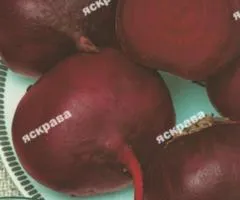 Свёкла столовая Борщовая 20 г, Семена овощей, 10 шт.