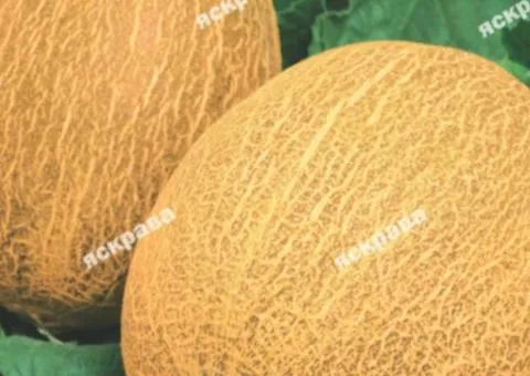 Melon Berehynia 20 g, Vegetable seeds, 10 pcs.