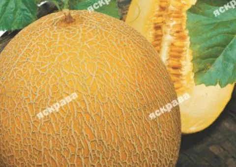 Melon Lesya 20 g, Vegetable seeds, 10 pcs.