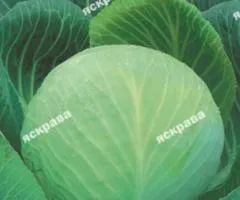 Капуста білокачанна Дитмарська 10 г, Насіння овочів, 10 шт.