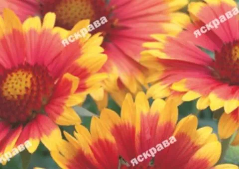 Gaillardia Large-flowered 0.3 g, Flower Seeds, 20 pcs.