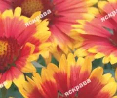 Gaillardia Large-flowered 0.3 g, Flower Seeds, 20 pcs.