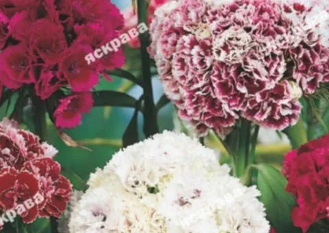 Carnation Turkish Double 0.5 g, Flower Seeds, 20 pcs
