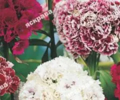 Carnation Turkish Double 0.5 g, Flower Seeds, 20 pcs