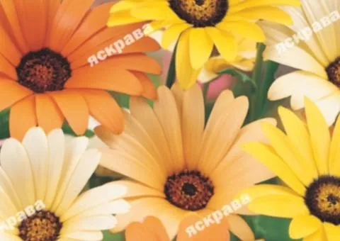 Dimorphoteca mix 0.3 g, Flower seeds, 20 pcs.