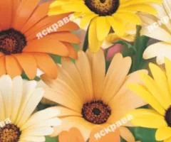 Dimorphoteca mix 0.3 g, Flower seeds, 20 pcs.