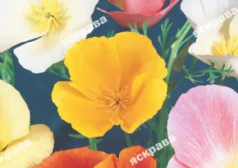 Eschscholzia (California poppy) Common mix 0.5 g, Flower seeds, 20 pcs