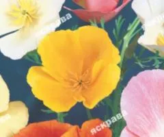 Eschscholzia (California poppy) Common mix 0.5 g, Flower seeds, 20 pcs