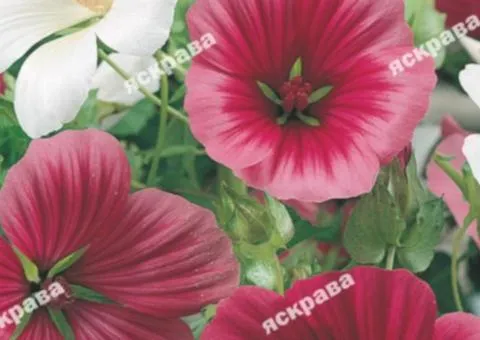 Malopa mix 1.0 g, Flower seeds, 20 pcs.