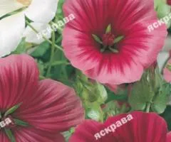 Malopa mix 1.0 g, Flower seeds, 20 pcs.