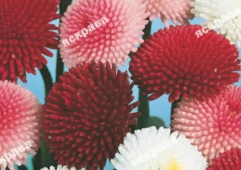 Pompon daisy mix 0.1 g, Flower seeds, 20 pcs.