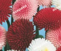 Pompon daisy mix 0.1 g, Flower seeds, 20 pcs.