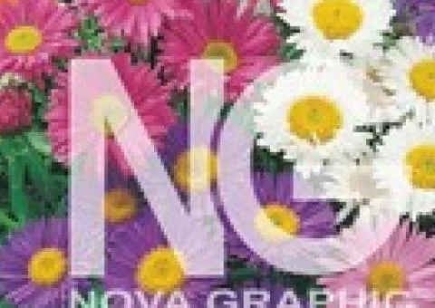 Aster alpine mix 0.2 g, Flower seeds, 20 pcs
