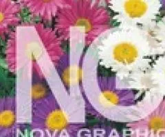 Aster alpine mix 0.2 g, Flower seeds, 20 pcs