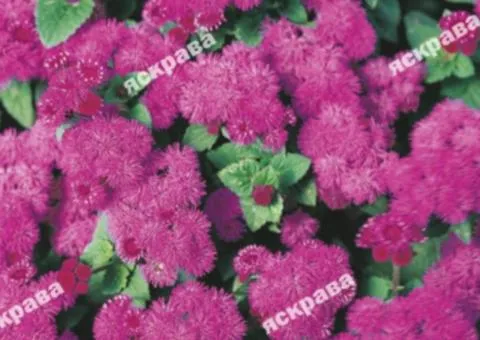 Ageratum Pink 0.1 g, Flower Seeds, 20 pcs.