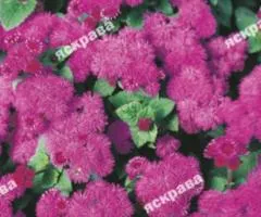 Ageratum Pink 0.1 g, Flower Seeds, 20 pcs.