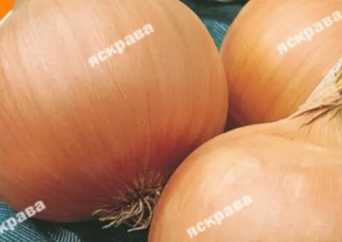 Onion Globus 1 g, Vegetable Seeds, 20 pcs.