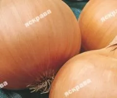Onion Globus 1 g, Vegetable Seeds, 20 pcs.