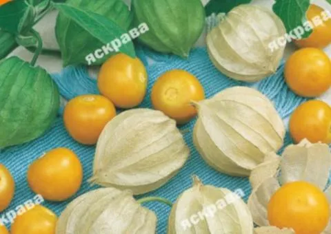 Physalis vegetable Amaryllis 0.3 g, Seeds, 20 pcs.