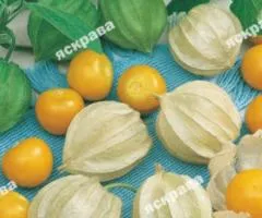 Physalis vegetable Amaryllis 0.3 g, Seeds, 20 pcs.