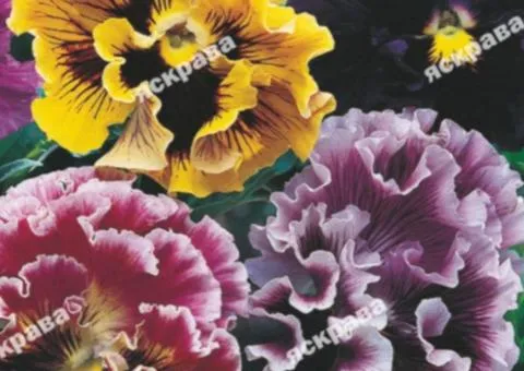 Viola Double mix 0.1 g, Flower seeds, 20 pcs.
